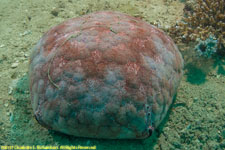 cushion star